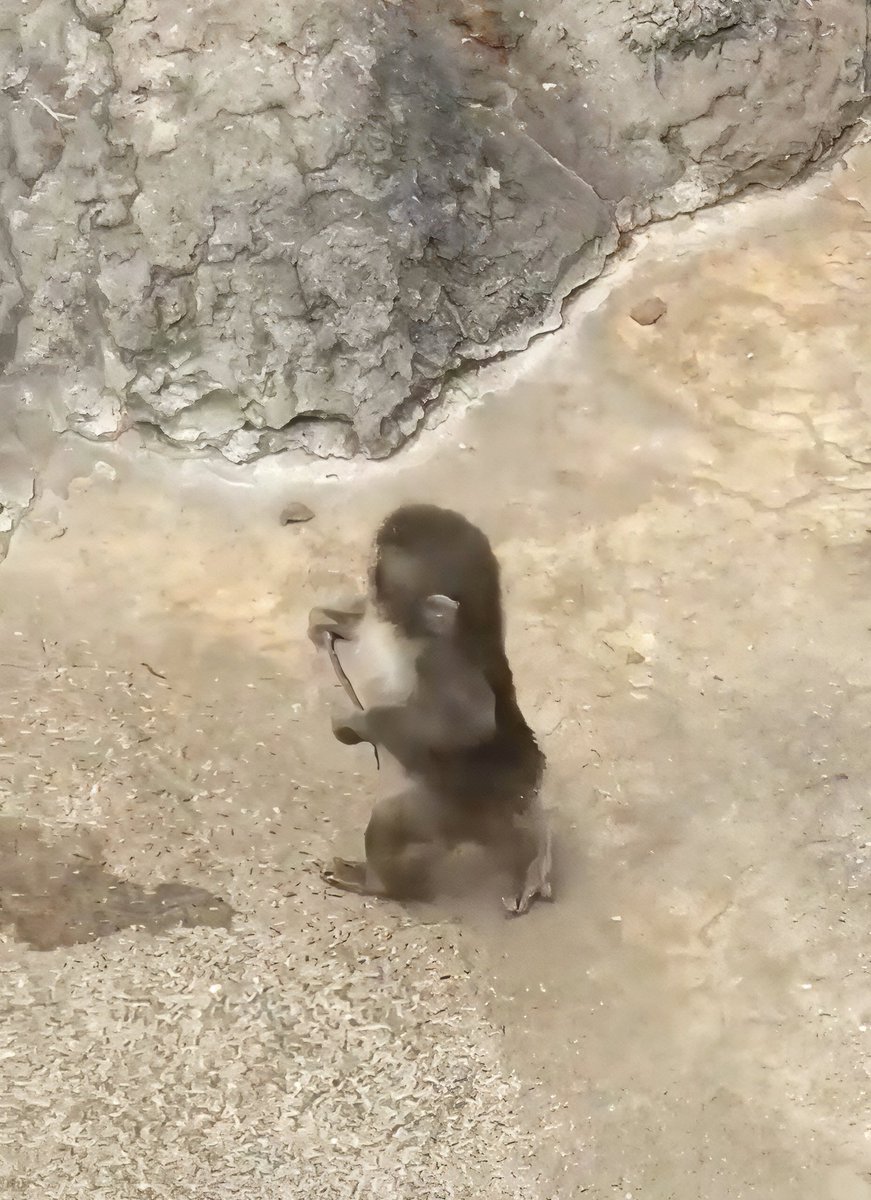 GlobalUpdates24's tweet image. BREAKING –

Little Punch has learned a new skill 

He was seen walking on two legs. Not every monkey as young as him can do this easily