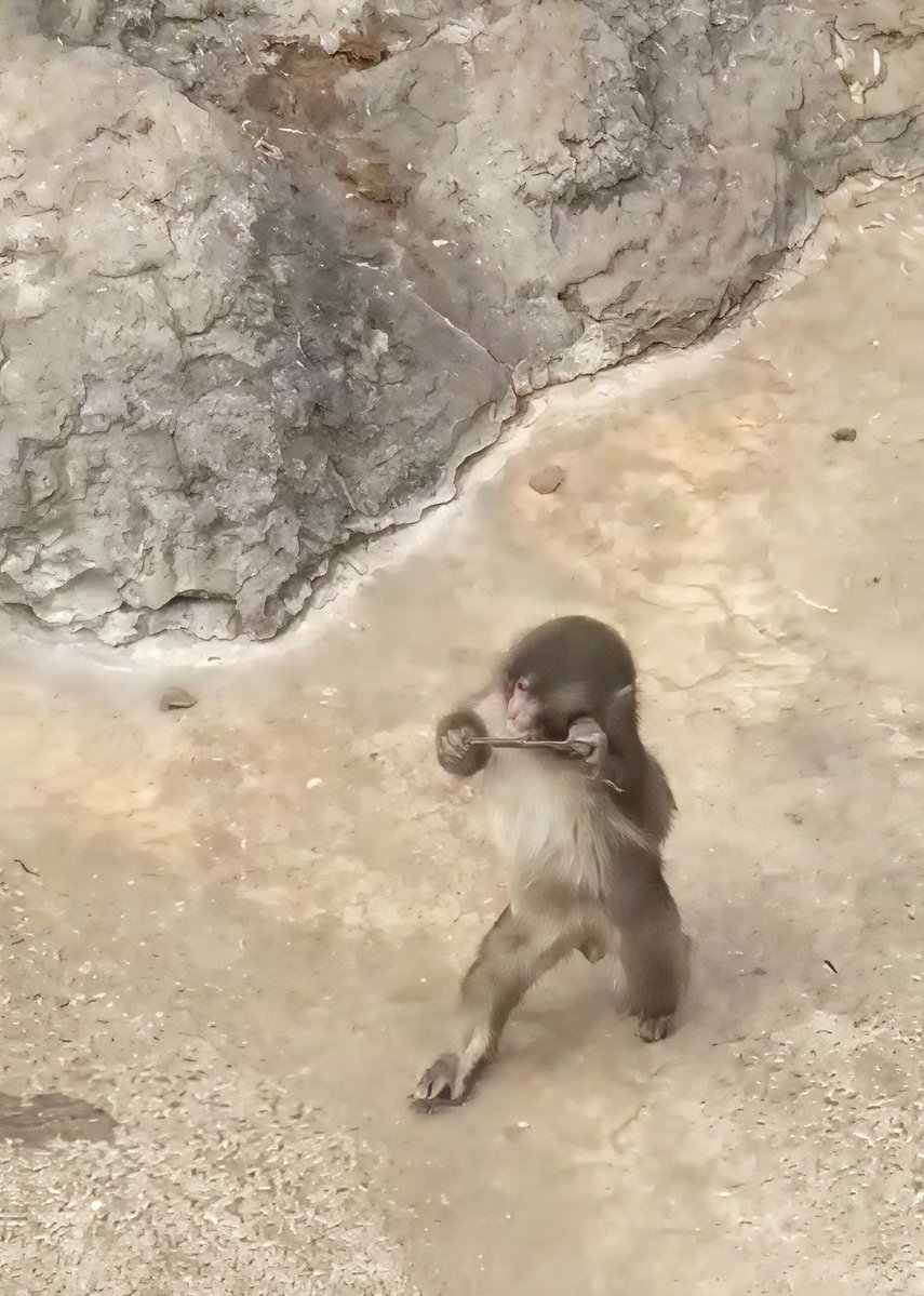 GlobalUpdates24's tweet image. BREAKING –

Little Punch has learned a new skill 

He was seen walking on two legs. Not every monkey as young as him can do this easily