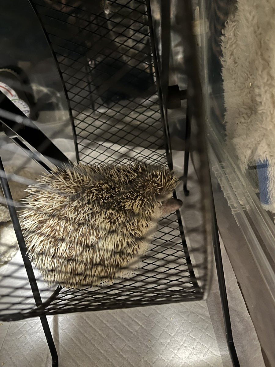 オラの時間うばうなゔぉ🦔💢

 #ハリネズミ #はりねずみ #はりゔぉー