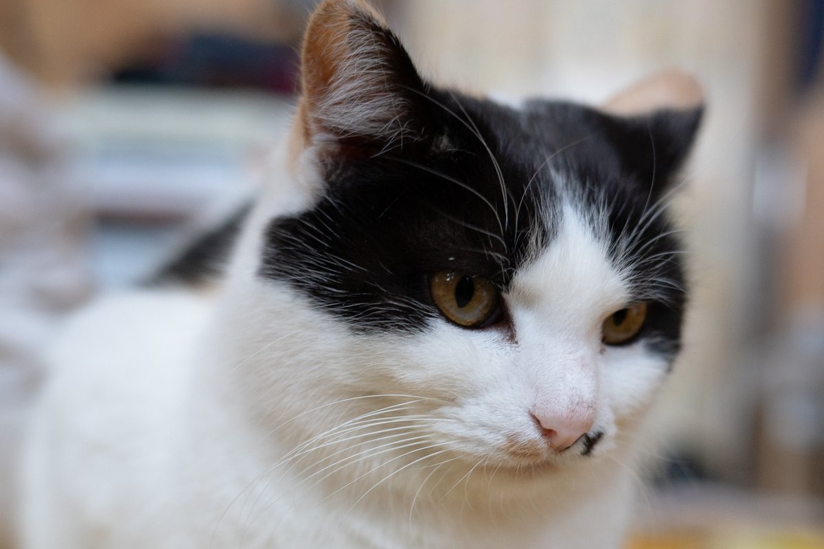 今日は2/22！ 猫の日なのでそれぞれご紹介！！ 「たま」 三毛猫雌で超