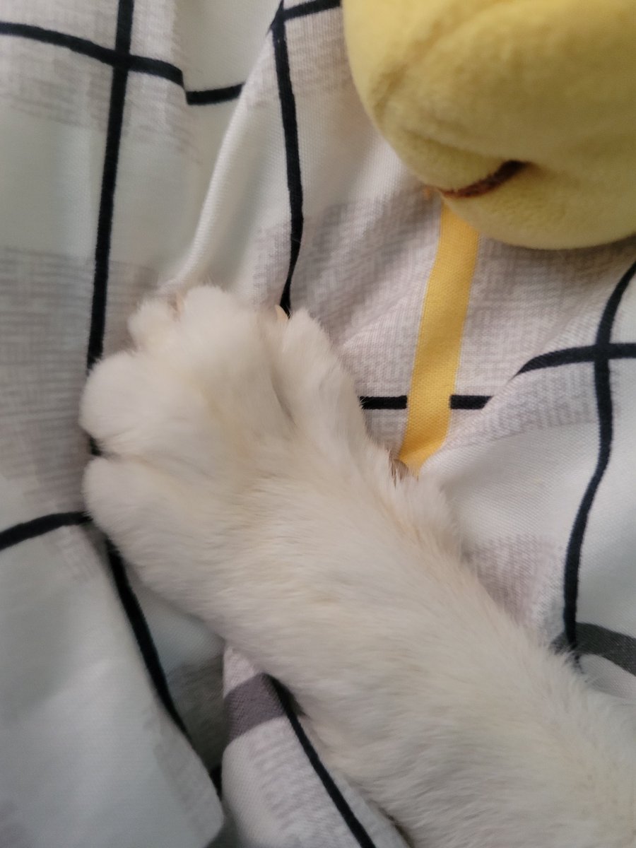 Meeea03's tweet photo. @belc_jp @belc_jp 
#ベルク猫フォト選手権2026 https://t.co/vHny4KH1WS