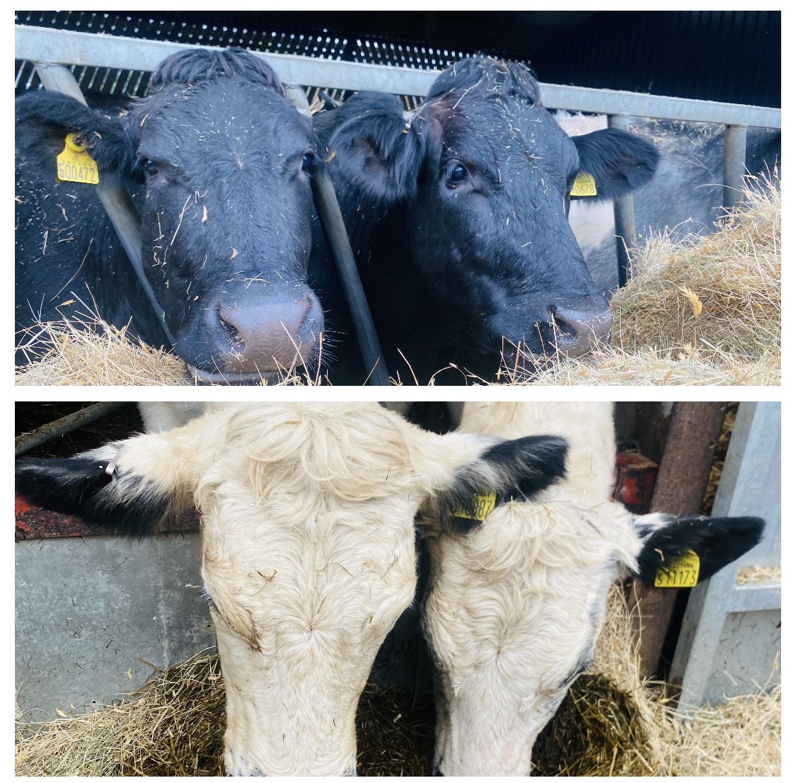sussexfarming's tweet image. Feeding in pairs, #farming #cows #grass