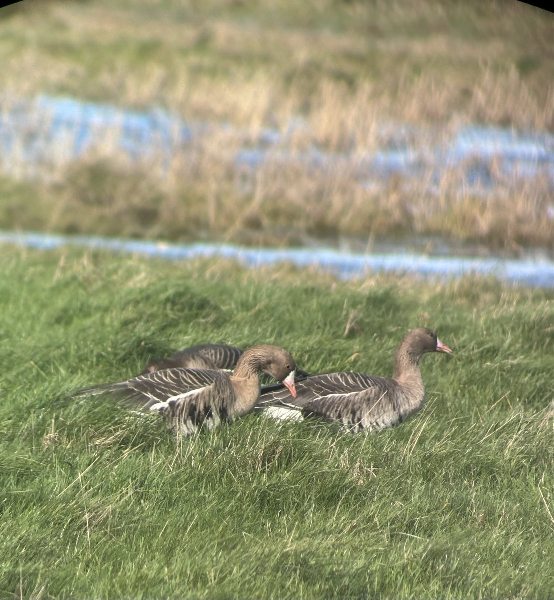 sachab71's tweet photo. 19 White fronts opposite the Dun Cow Salthouse - showing well https://t.co/ElL3D9Xdmi
