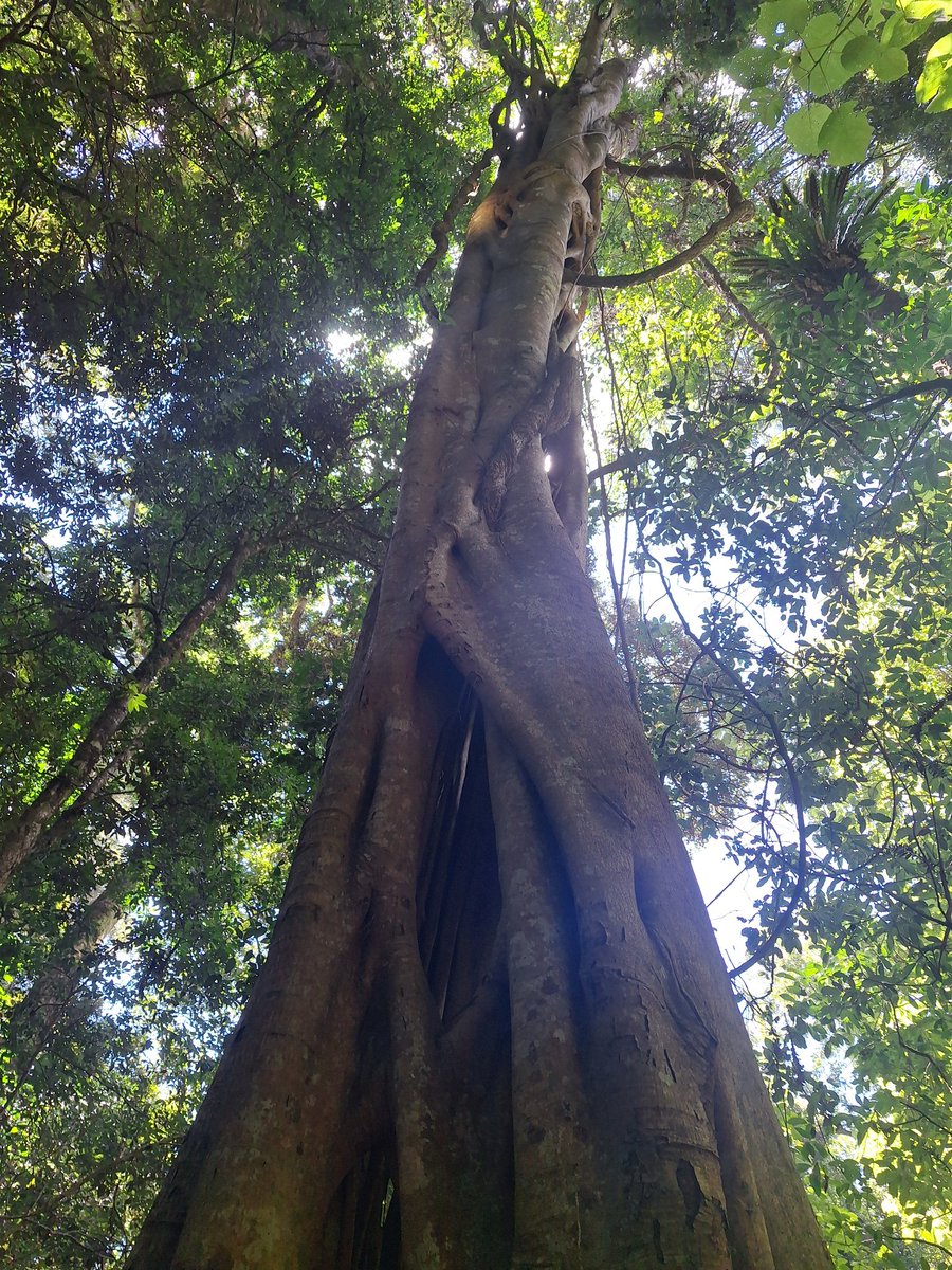 its strangler fig sunday