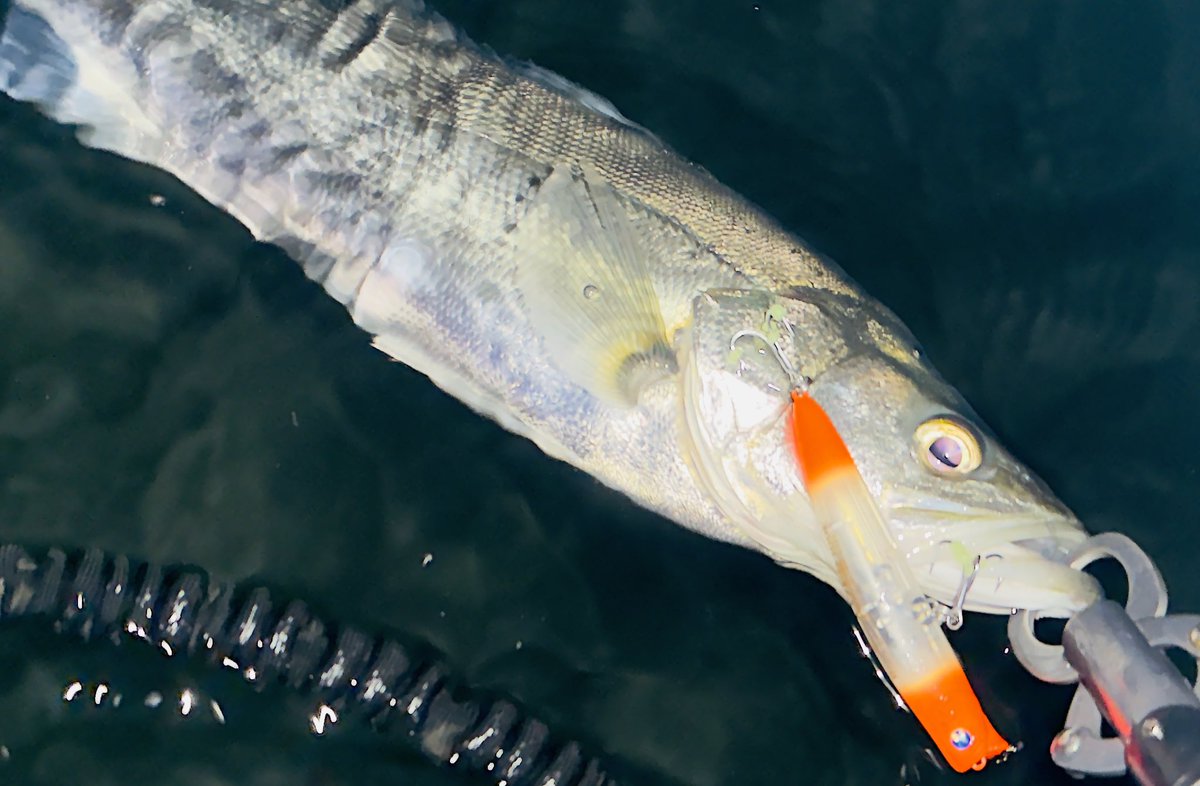 MRYOTA6666's tweet image. ホタルイカパターン🦑

昨晩ベンダ101で遠投した後にクラッチ切ってさらに流して海水と淡水混じる場所でアイザー100Fフラフラさせたらバイト。
こんな綺麗なシーバスに会えるホタルイカシーズンに感謝。

(3月はメバルとレッドも…🤤)
#Fishman #BRISTVENDAVAL101M
#BlueBlue #アイザー100F