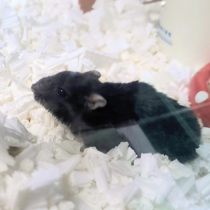 kochobi_86's tweet image. こちょび かわいい しにあ でしょ