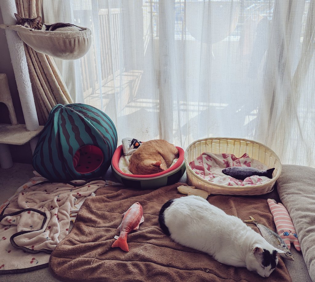 GINTORABUCHI's tweet photo. 猫の日なので…
去年の春に弟（たぶん年齢は上😸）になったブーちゃんも慣れたねぇ♥銀ちゃん寅ちゃんも優しくしてくれてありがとね。
銀寅ブーのようにお外の子たちが暖かく安心安全なお家の子になれますように…
#猫の日 https://t.co/hMz9188Bks