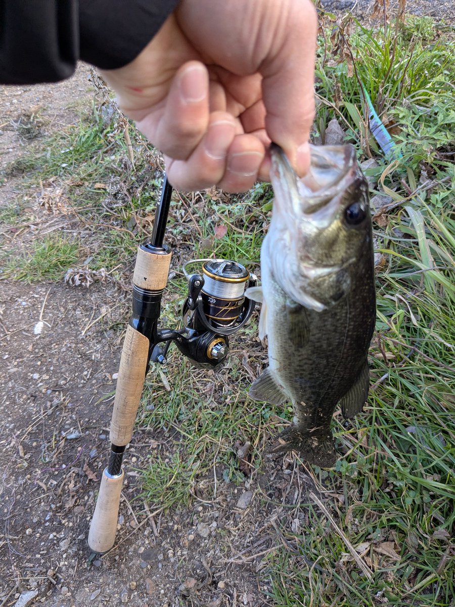 気ままにバス釣り(サカナのほね) tweet media