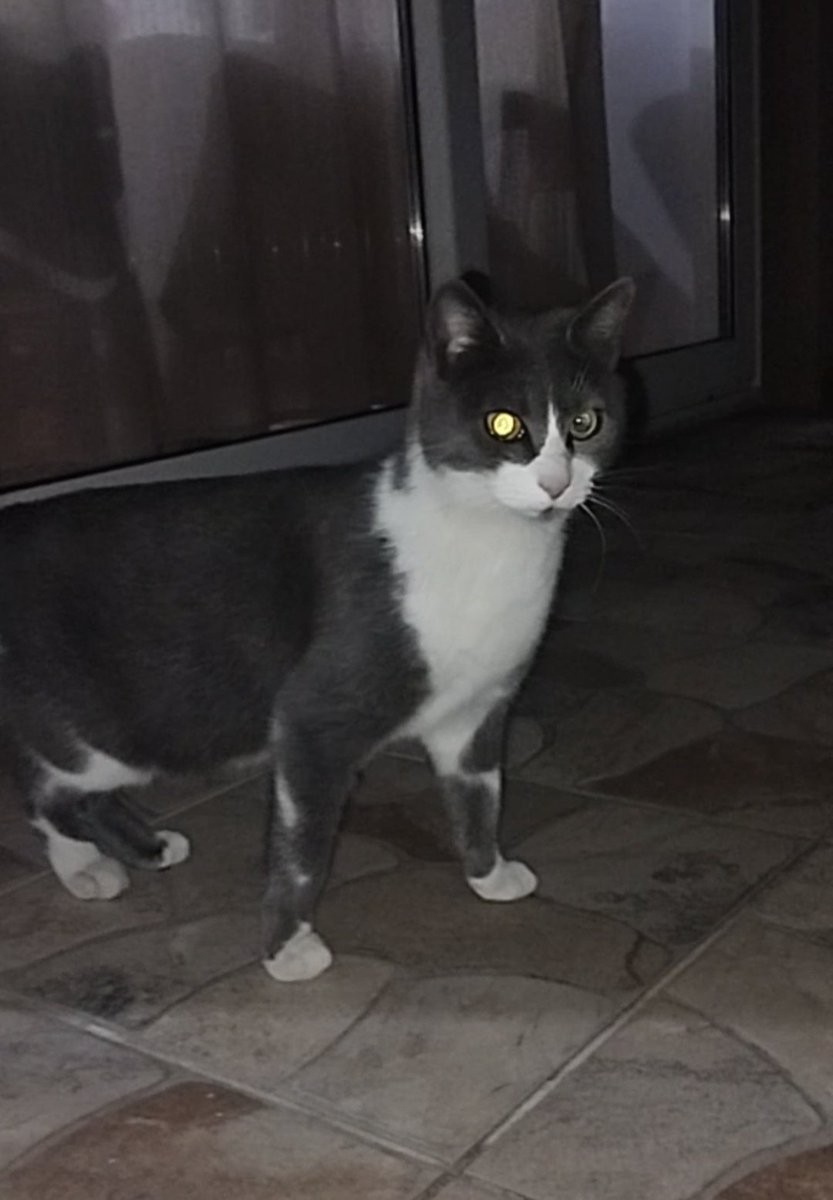 Archie (Angel Rusty 🌈🕊️) tweet media