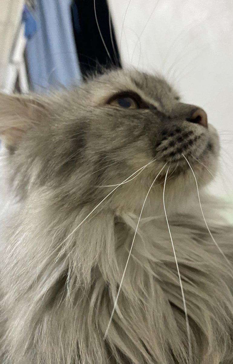 ถึงบ้านนอนเสยแมว เติมแมวเต็มใจเรียบร้อยย  ✨