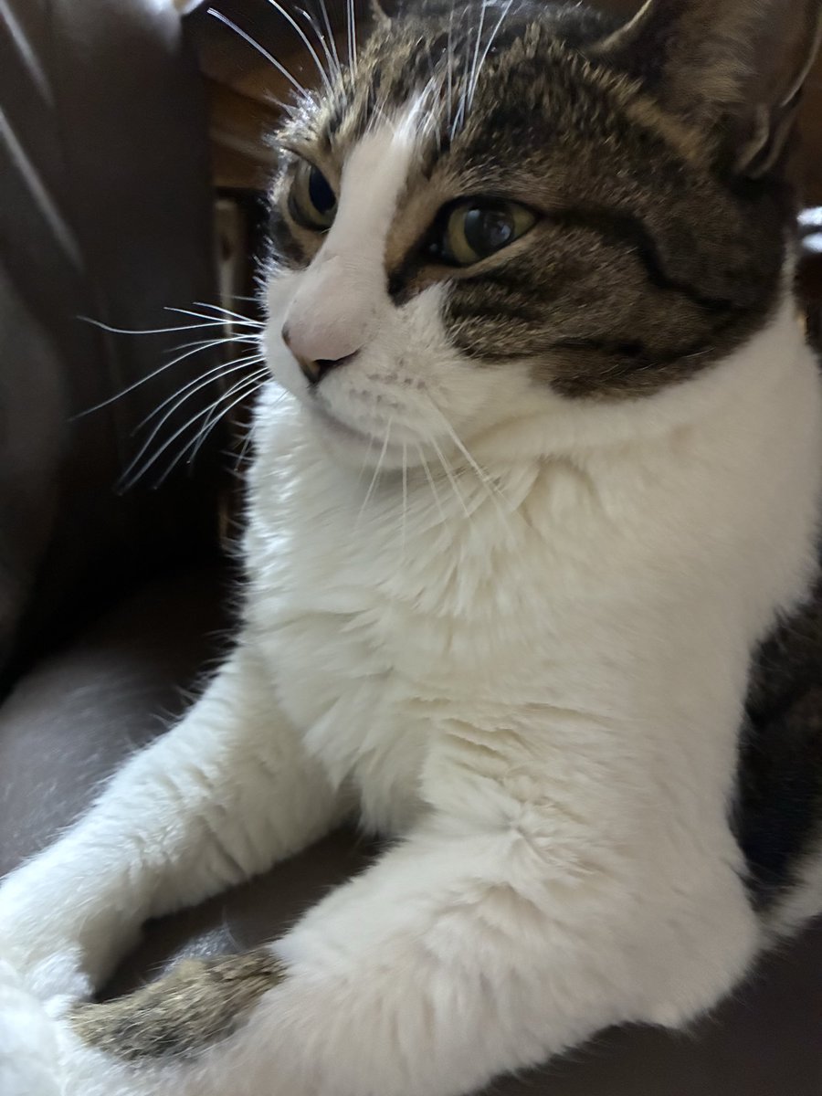 今日はにゃんにゃんにゃんの日ということで…ヌシにスペシャルご飯をあげました🍚

満足したみたい