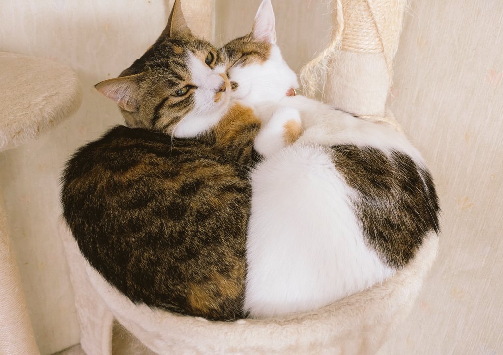 asamisidayo's tweet photo. うちのかわいい子たちものせちゃおう
よくドッキングしています

#猫の日 https://t.co/EW9fZz9IdP