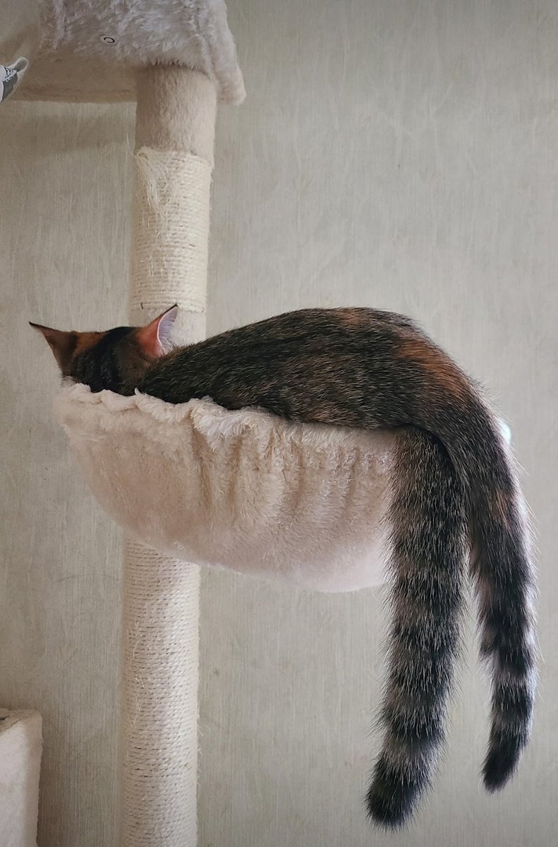 asamisidayo's tweet photo. うちのかわいい子たちものせちゃおう
よくドッキングしています

#猫の日 https://t.co/EW9fZz9IdP