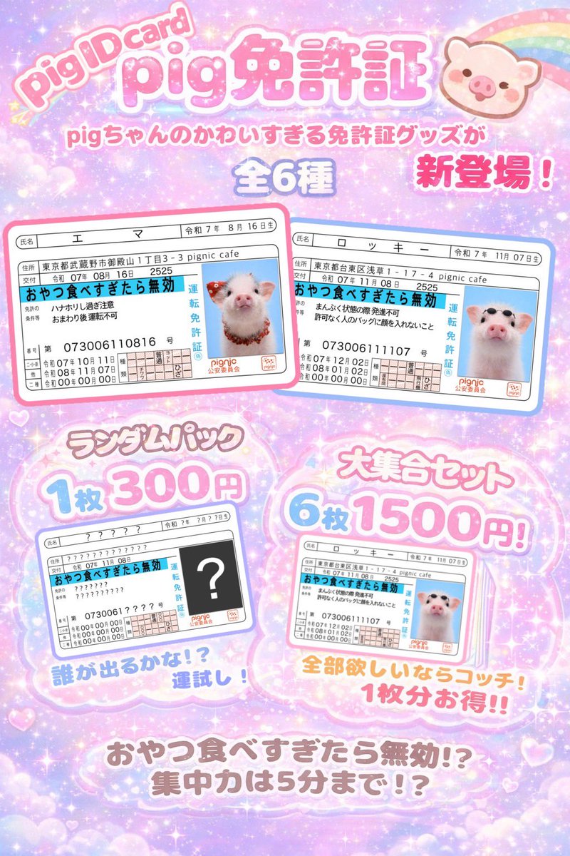 新商品情報】 pigちゃん免許証も発売中！✨✨ 第一弾は全6種類