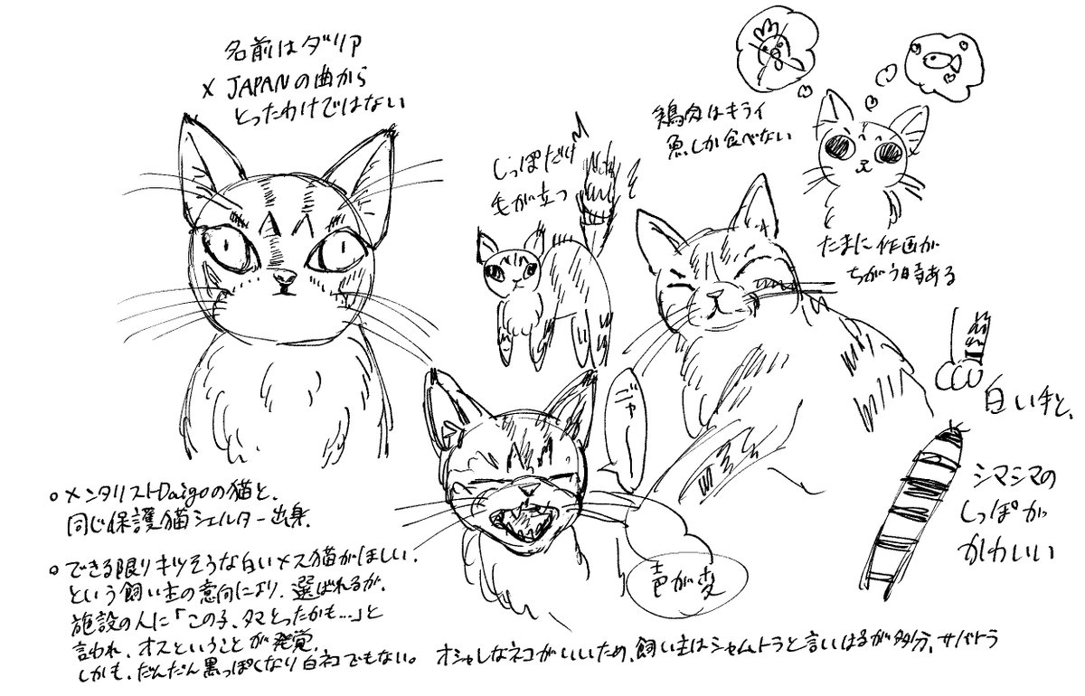猫の日らしいのでうちの猫です
