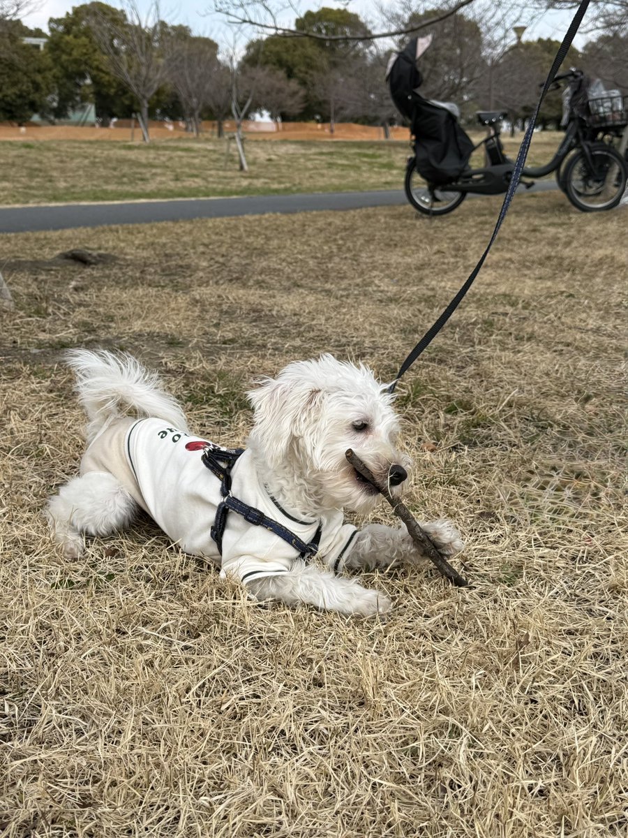 obioio's tweet photo. 大きな公園にきて嬉しそうな犬 https://t.co/Yjj8ZsEW8D