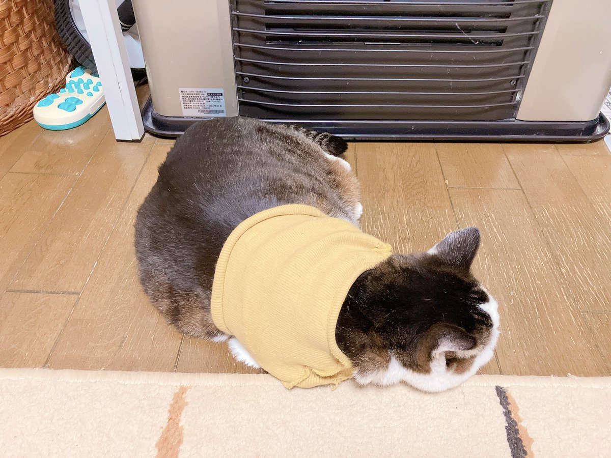 猫の日ですね🐈🐈‍⬛