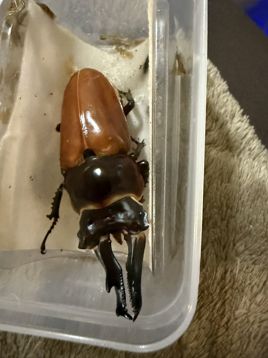 なんかきもいな😂
この前の74くらいの方がよっぽどカッコよかったから種親は74の方使うかな