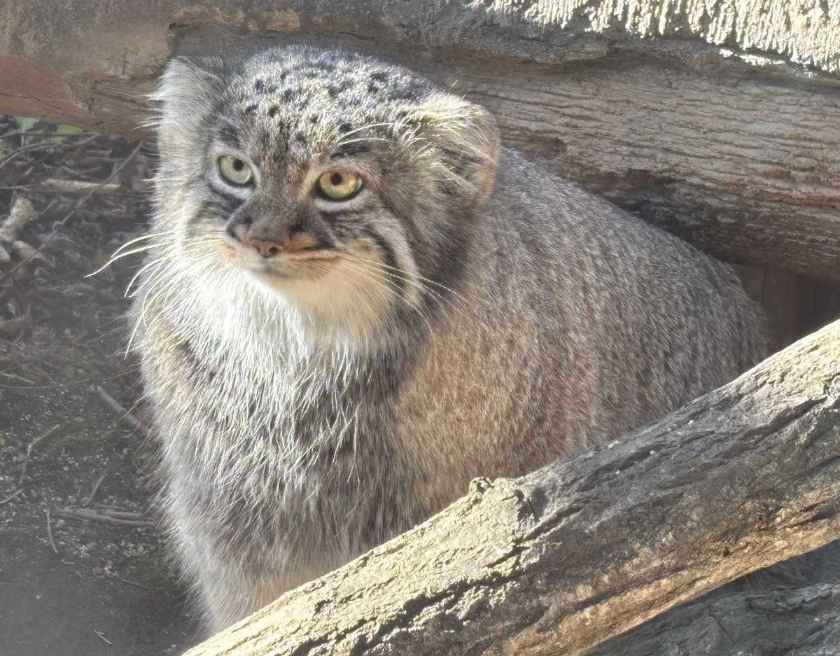 みにゃかさん🍊 (@mitaka_doooon) / Posts / X