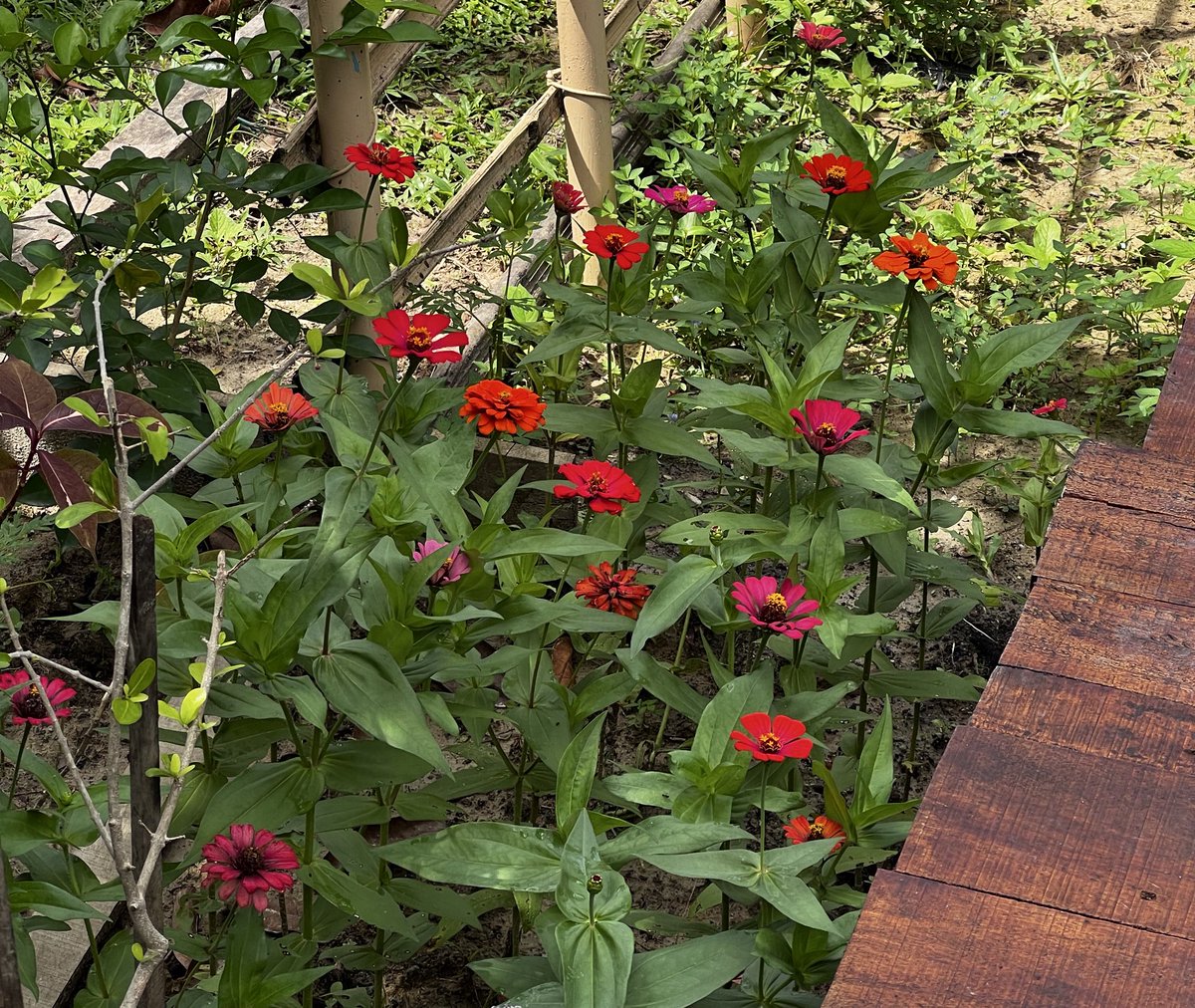 เป็นคนที่มีความสุขกับการได้มองดอกไม้สวยๆ วันไหนบังเอิญเจอดอกไม้น่ารักๆข้างทางคือ made my day ละ💌💘