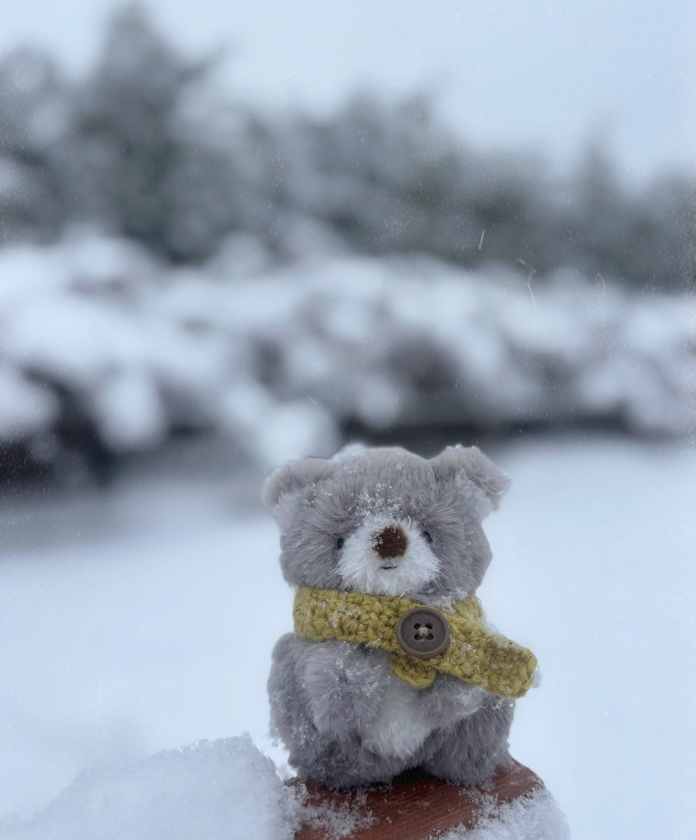 Tiny koala (@koala_tiny83) / Posts / X