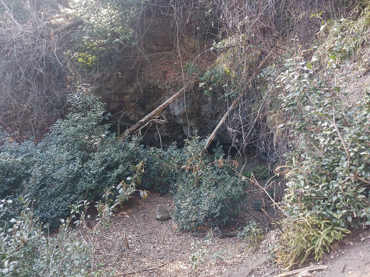 belzebuth's tweet photo. 群馬県下仁田町の近江山鉱山へ行ってきました。

中小坂鉄山の分坑として､かつては磁鉄鉱や鉄重石を採掘した鉱山らしいですが、とにかく情報が無い。

現地へ行ったという話や、写真なども一切なく、林道は荒れ果て、藪に飲まれている部分も多く、とにかく苦労しました。 https://t.co/E8bFUQieEY