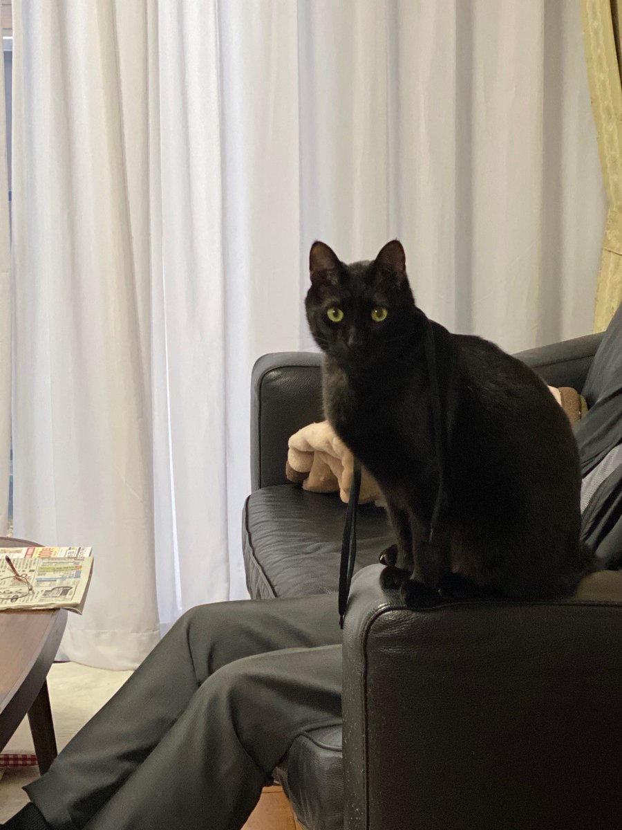 猫の日🐈🐈‍⬛ 実家とか義実家とかじいちゃんちとかの猫達。