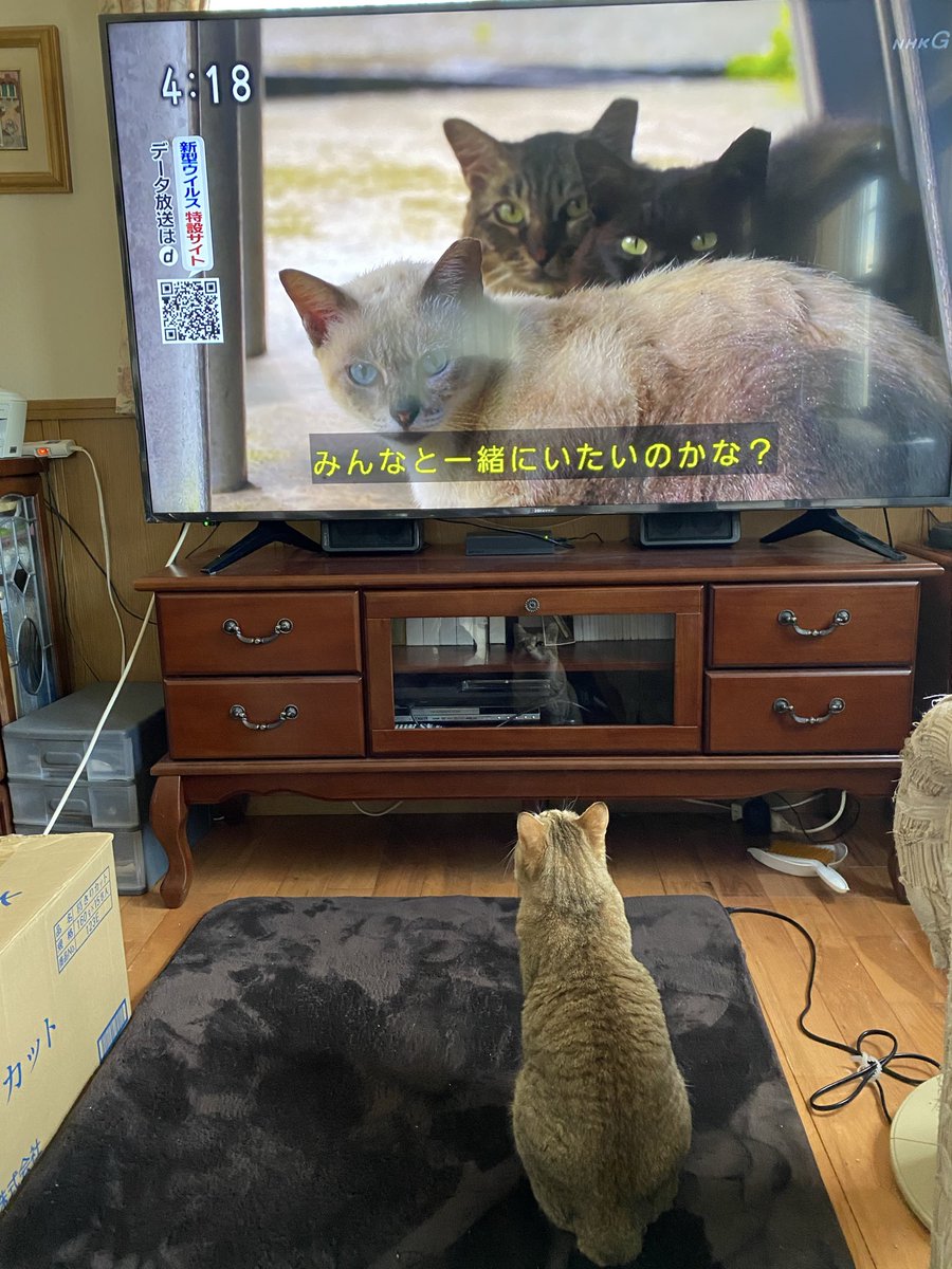 猫の日🐈🐈‍⬛ 実家とか義実家とかじいちゃんちとかの猫達。