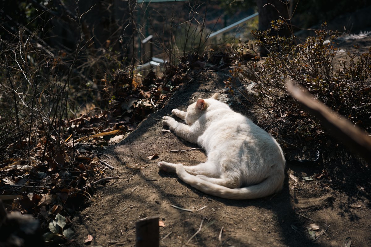 今日は珍しく猫ちゃんの写真が撮れて「年に1度の機会をモノにした