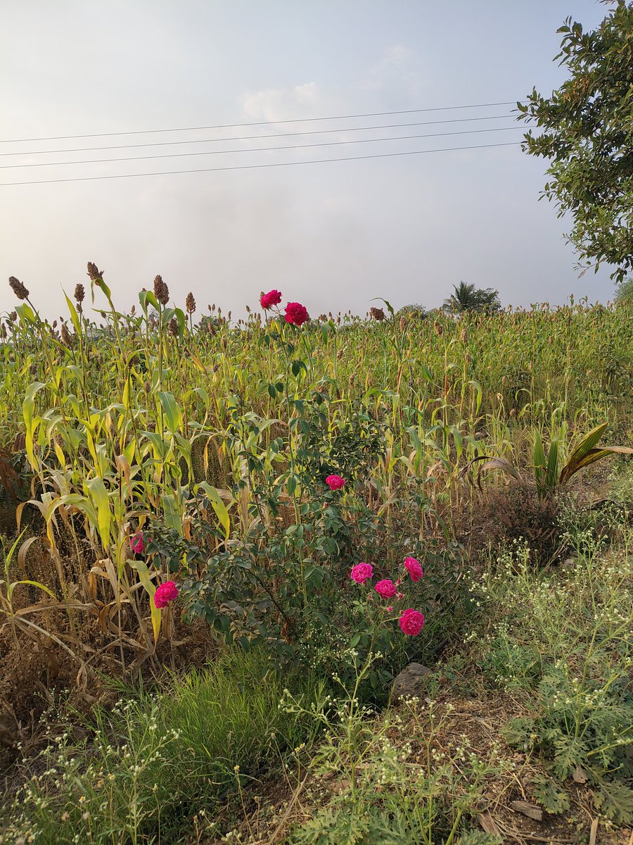 ज्वारी आणि गुलाब ....