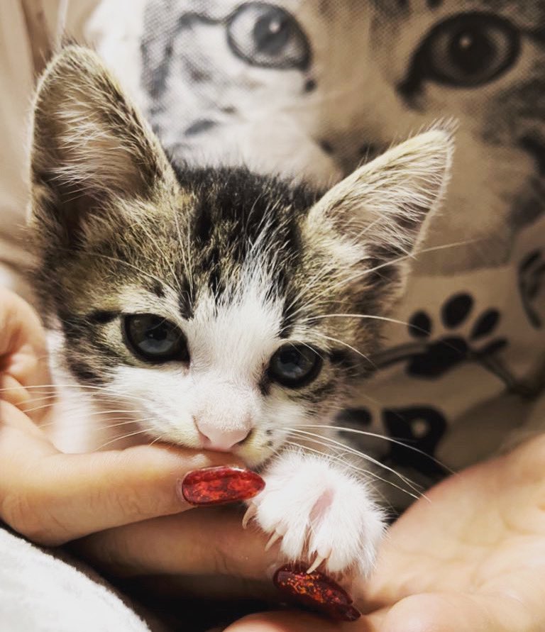 猫の日 ということで、 うちのちびたんとさいちゃん❣️🐈