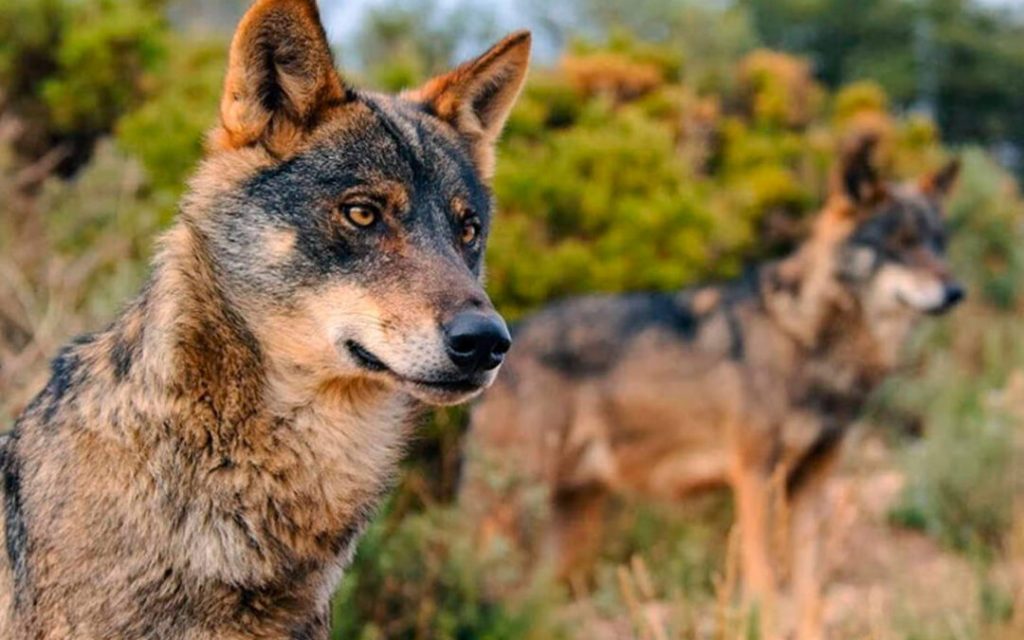 Ya está disponible la segunda parte del podcast dedicado al lobo ibérico.

Un episodio que va a cambiar la forma en la que ves a este hermoso animal. De obligada escucha. 🐺

El conflicto ganadero, la caza, su evolución en España...

En todas las plataformas.