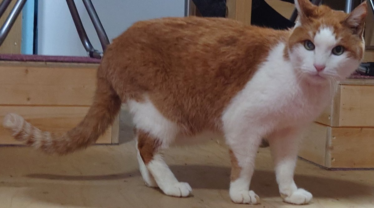 CiusD's tweet photo. 猫の日 https://t.co/4FbFZVBFl4
