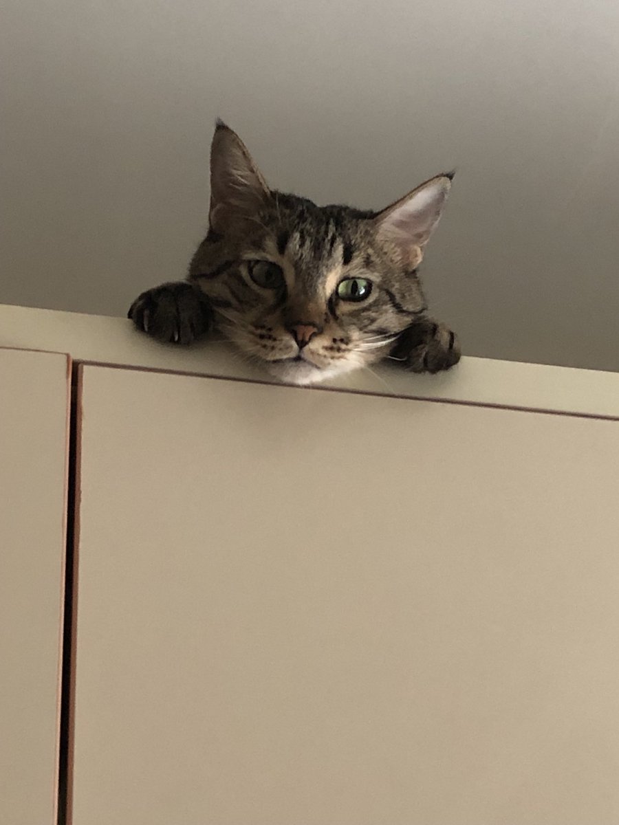 そうかそうか今日は猫の日か。
マルジャーン家のかわいこちゃん、元気かな