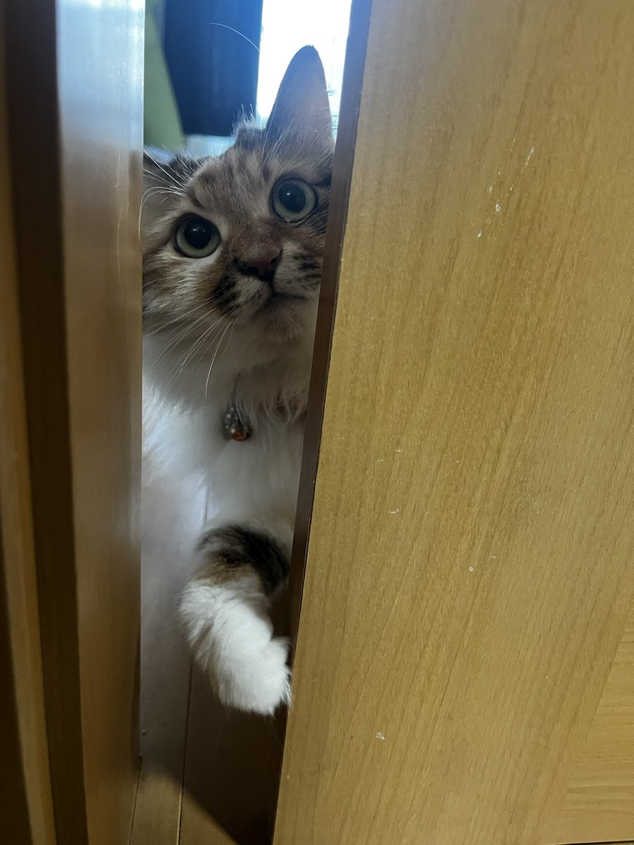 #ねこの日 

扉開けてほしい小梅さん🐈