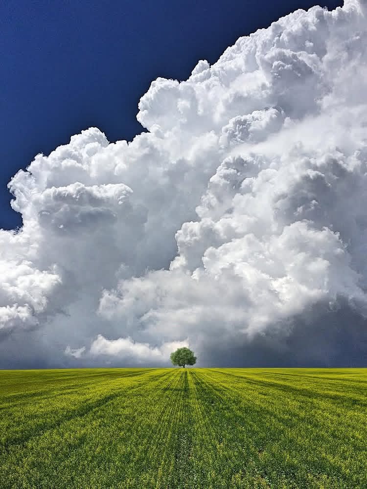 Everything shaped by nature carries a quiet brilliance.

The forests grow without greed.
The oceans move without conquest.
Birds migrate without borders.
Animals hunt, feed, reproduce, and die — not out of malice, but out of balance.

Every living species follows the blueprint