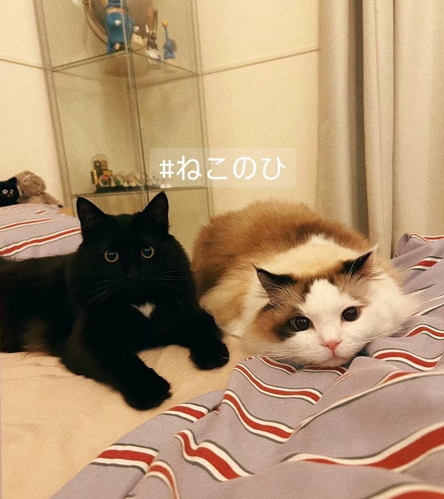 ねこのひ🐈‍⬛🐈 （うちのお猫さま8キロあるよ）