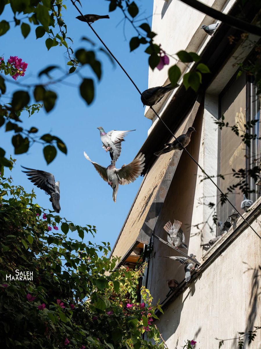syrianvibes's tweet photo. دمشق🌸🕊️ https://t.co/BezkOAIRRK