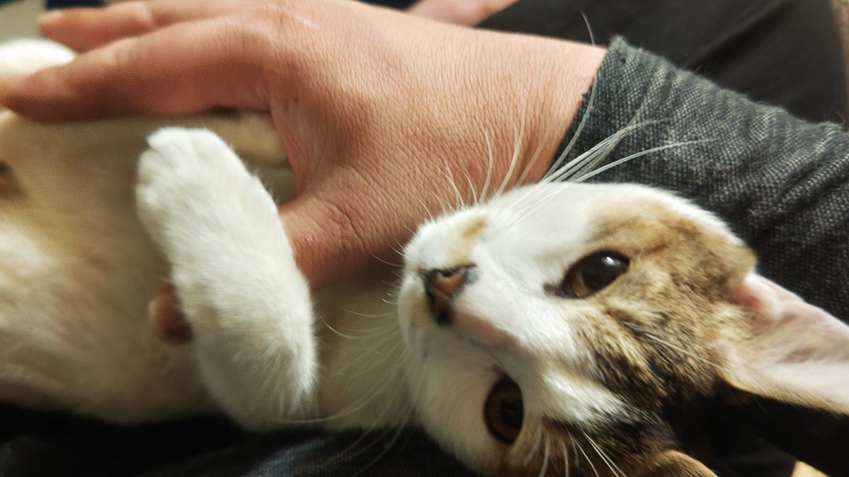 yo0419shi's tweet photo. ねこの日だにゃ🐱

にゃんにゃんにゃんだにゃ🐱

#猫のいる暮らし https://t.co/A1FH6F5dnW