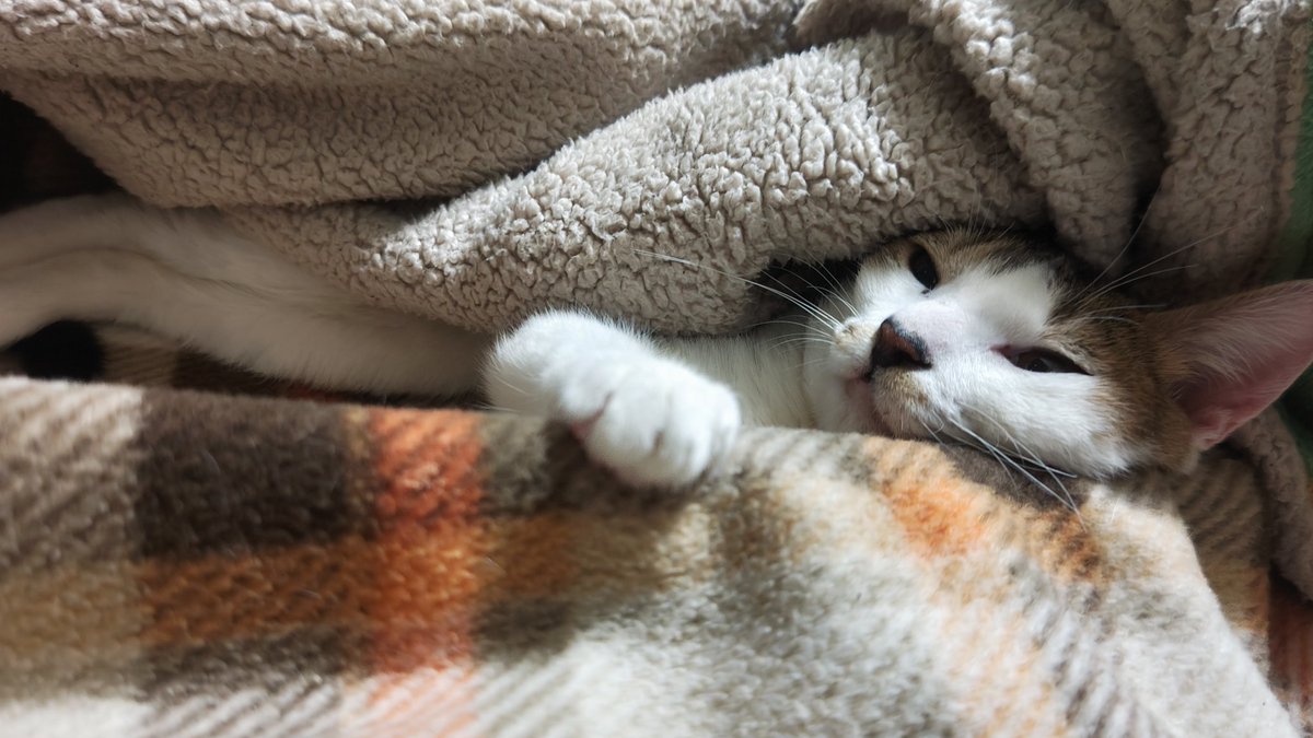 yo0419shi's tweet photo. ねこの日だにゃ🐱

にゃんにゃんにゃんだにゃ🐱

#猫のいる暮らし https://t.co/A1FH6F5dnW