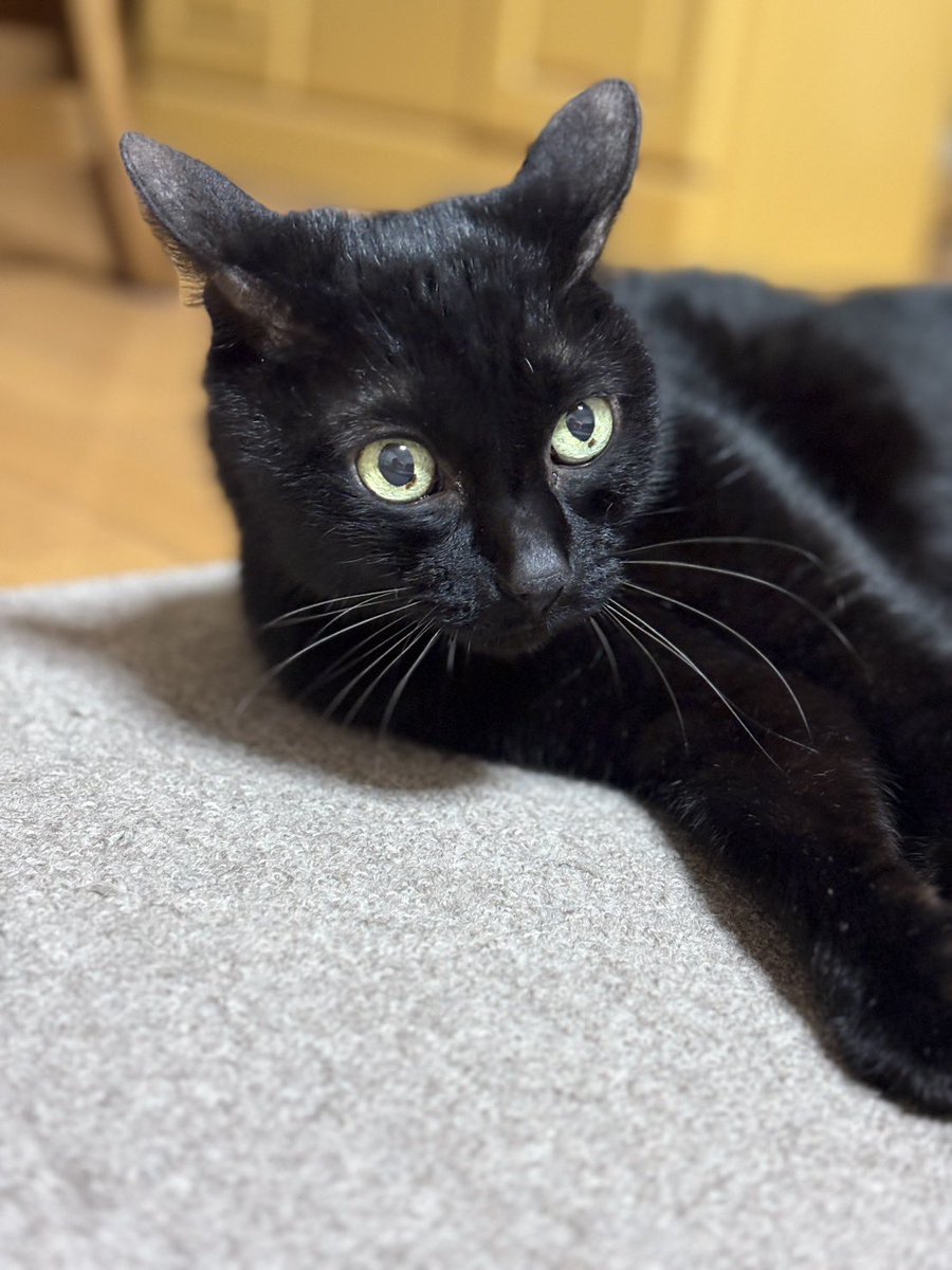 今日は猫の日🐈‍⬛🎀

我が家のにゃんこ16才6ヶ月 
人間でいうと80～84才

とっても 元気です✨✨

長生きしてね。

#猫の日