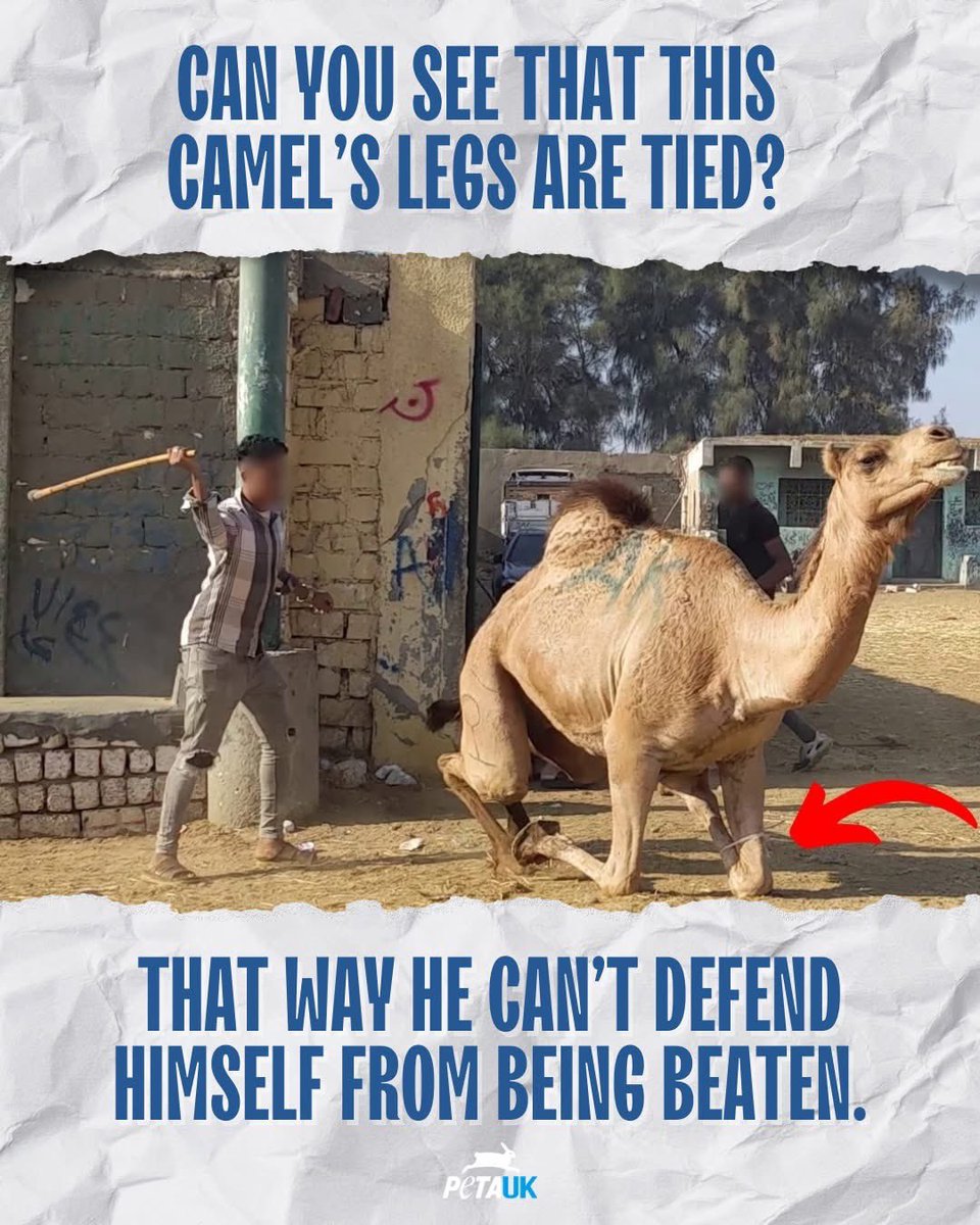 Say no to camel rides