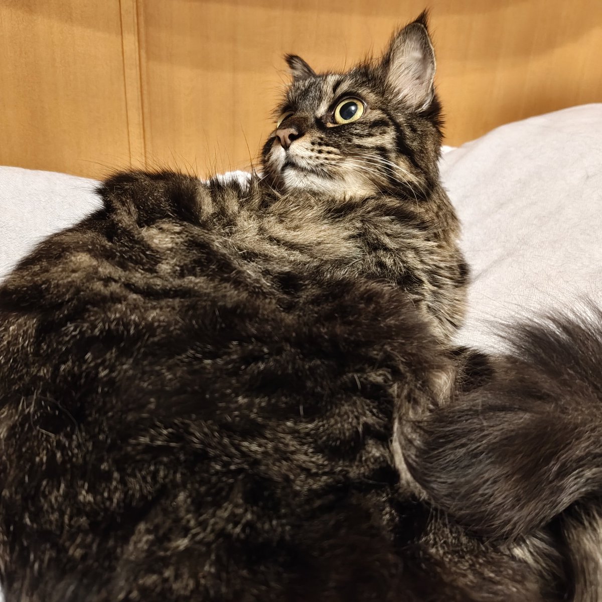 てんてる⚜️ (@10tel9972) / Posts / X