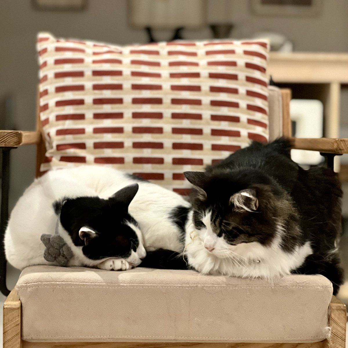 Keiboubou's tweet photo. こんにちは❗️今日は #猫の日 でしたね🐈🐾ジャッキー&amp;ジャミイ、今日も仲良く遊んでいました。
note更新しました⏬
しだれ梅降る曽我梅林 / 今日のひと皿「くるみといちじくの味噌パウンド」
 @Keiboubou https://t.co/Qx7ish6DmH https://t.co/RVHWDzMGI6