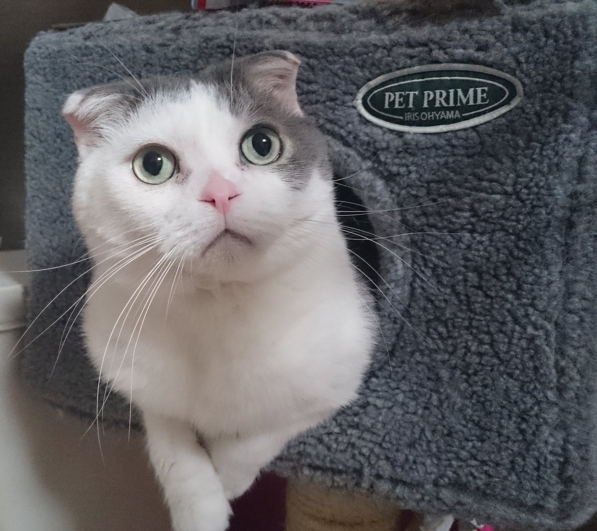 りんどう tweet media