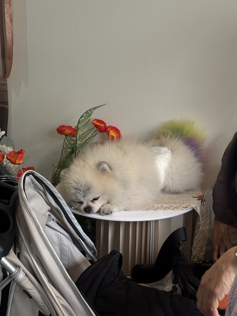 อุ๊งอุ๊งเปงหมาน่าย๊าก ไม่เห่า ไม่กัด 🐶🤏🏻