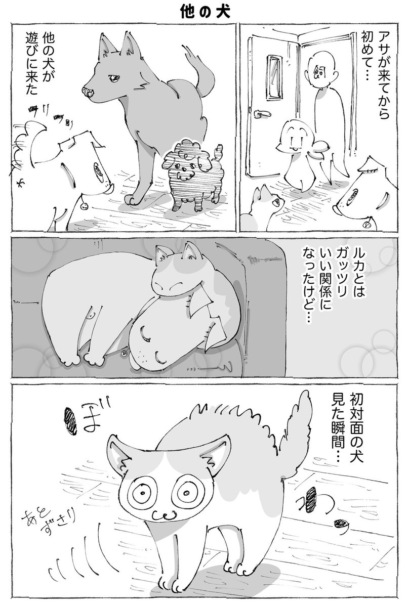 うちの犬のルカ。86【1/2】