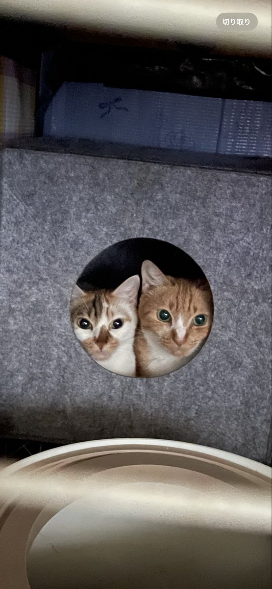 kuennao's tweet photo. 親子で仲良し🥰
#猫の日 https://t.co/SdoUQfKoIv