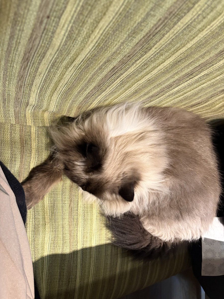 084325's tweet photo. 猫の日🐈🐈‍⬛ https://t.co/Yvh4XELJSc