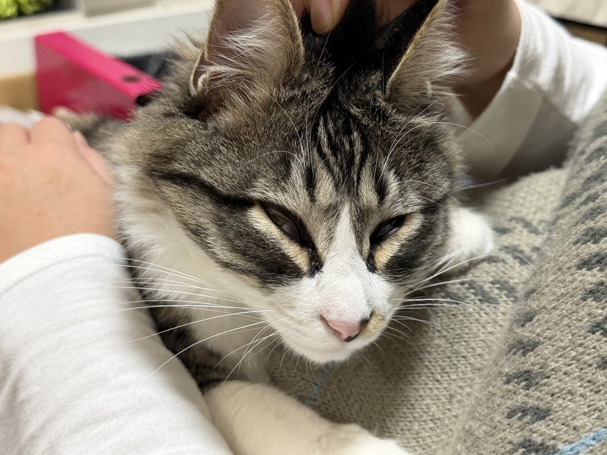 take___off's tweet photo. 頭皮を引っ張られると気持ちイイらしく、うっとりしてそのまま💤
#猫  #cats https://t.co/r6RvebesqG